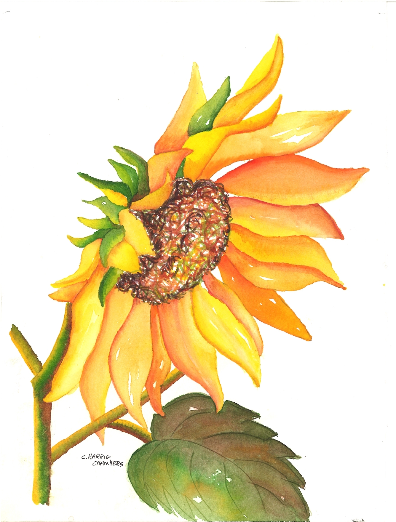 Bent Sunflower